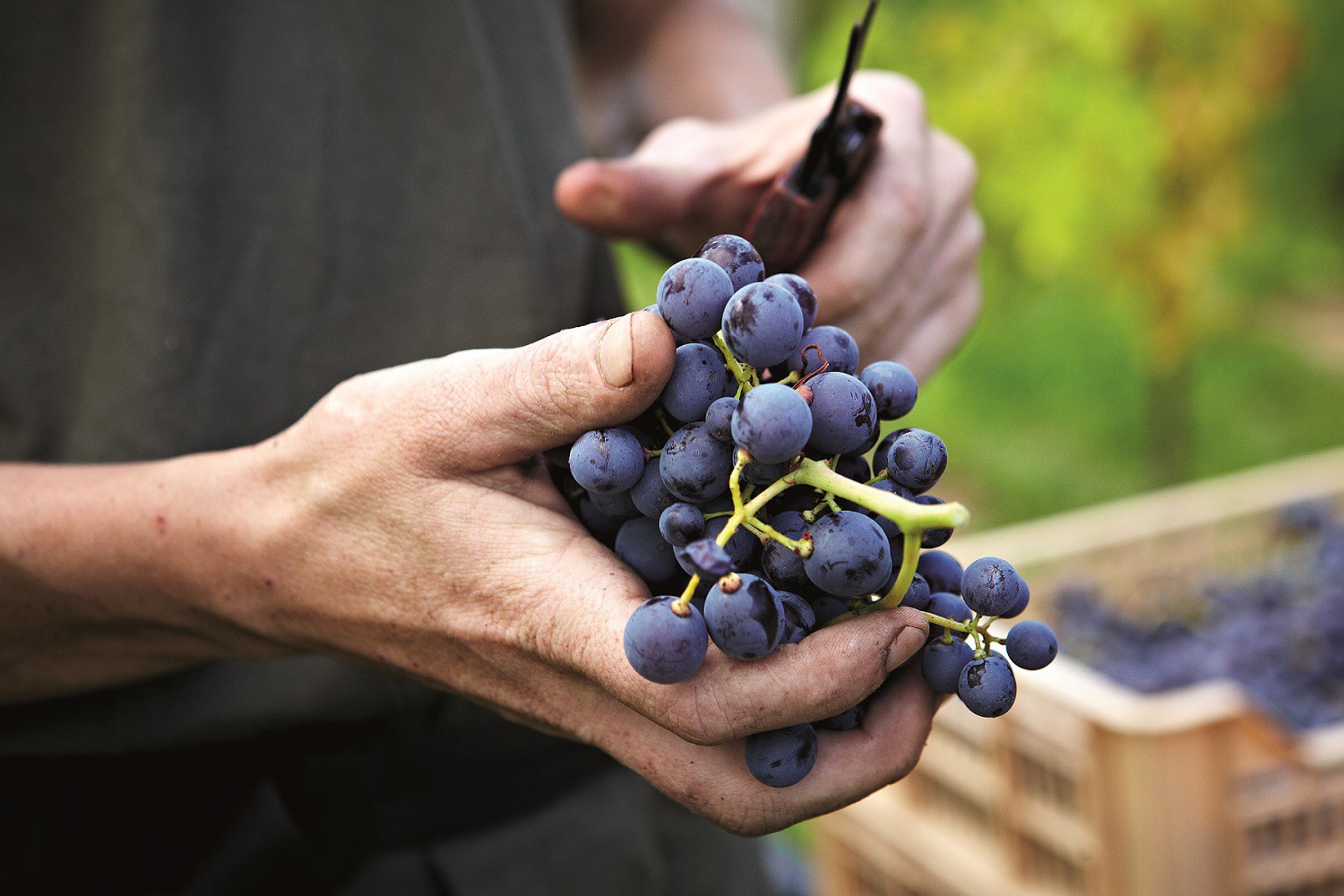 Allegrini vindruer.jpg